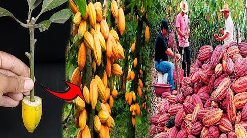 easy technique to reproduce cacao trees with banana root stimulants.-growing fruits.