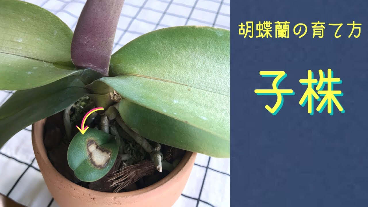 9月 胡蝶蘭の子株 切り離す時期と成長記録 豆苗2度目の収穫 Youtube