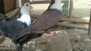 Kalat Pigeon 1 Akib Shah