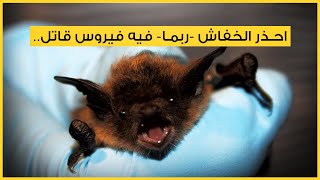 احذر الخفاش -ربما- فيه فيروس قاتل