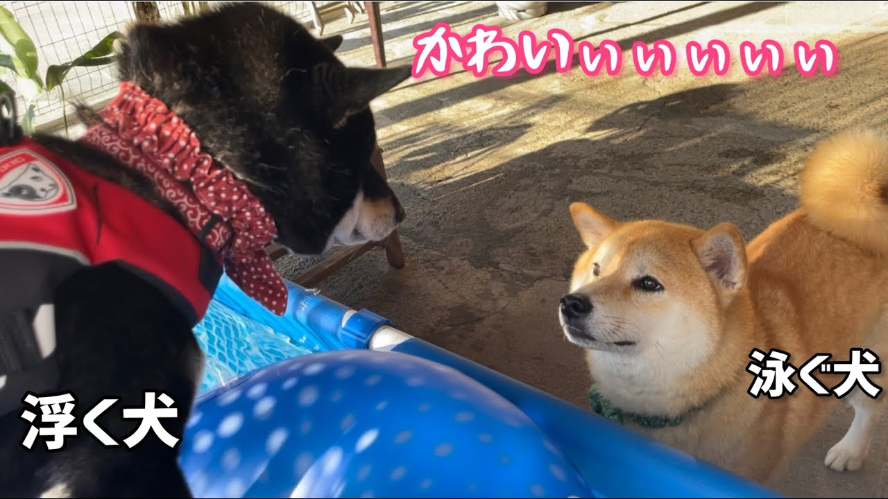 浮き輪で遊ぶと決まって問いかけてくる泳ぐ柴犬と浮く黒柴犬コンビが