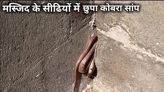 मस्जिद की सीढियों मे छुपा था कोबरा सांप, देखिए कितना गुस्से वाला है ये कोबरा सांप Rescue cobra snake