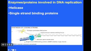 15-DNA Synthesis