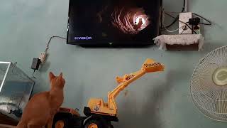 New Funny Videos 2022 😍 CAT by KF DUNIA KUCING 192 views 1 year ago 2 minutes, 49 seconds