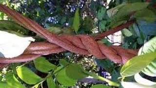 2017 Personality 04/05: Heroic and Shamanic Initiations 2017 Personality 04/05: Heroic and Shamanic Initiations