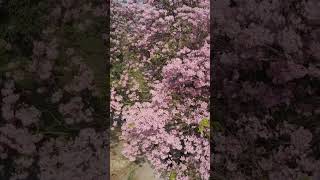 #beautiful#nature #flowers#trees#status #shorts#shortvideo#viral #youtubeshorts..... Resimi