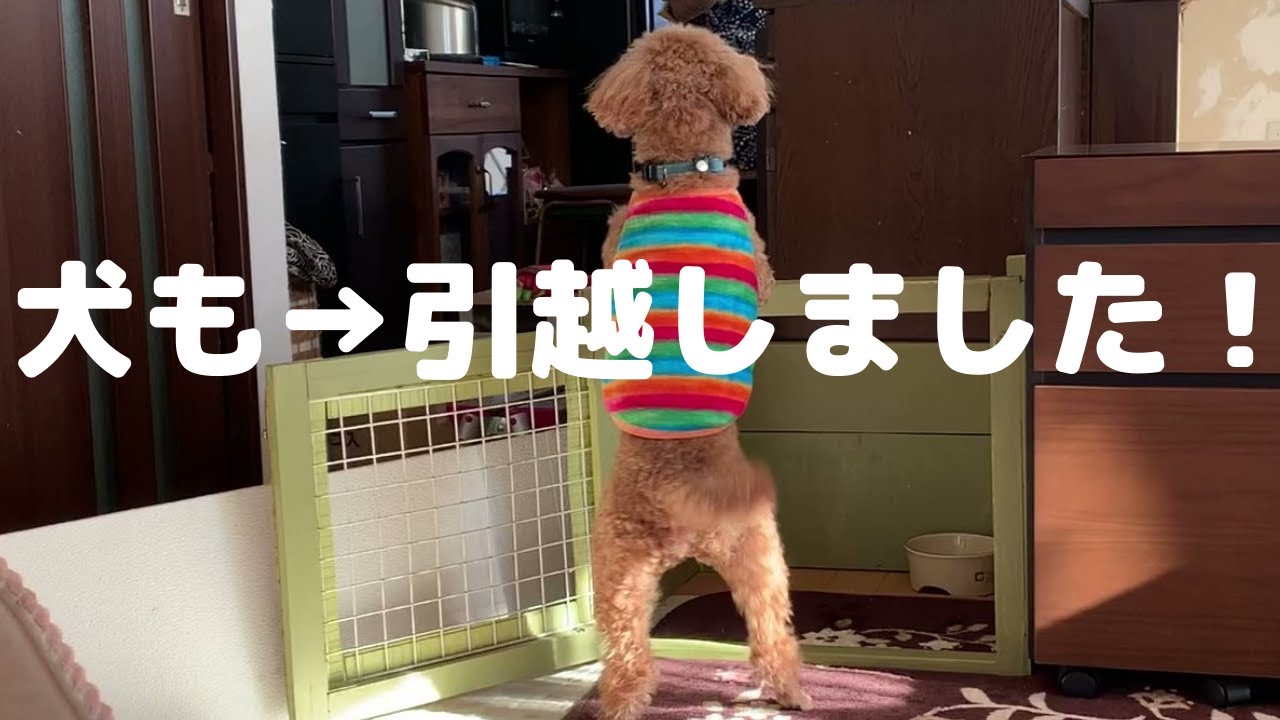 Diy ガーデニング 愛犬も引越しました 15歳の犬にとっては 4回目の引越しです Youtube