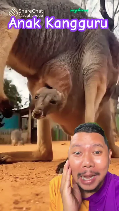 GEMES BANGET SI ANAK KANGGURU!!?? #animals #funny #cute #animallover #shortsfeed