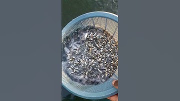Ready for size grading(tilapia fingerlings)