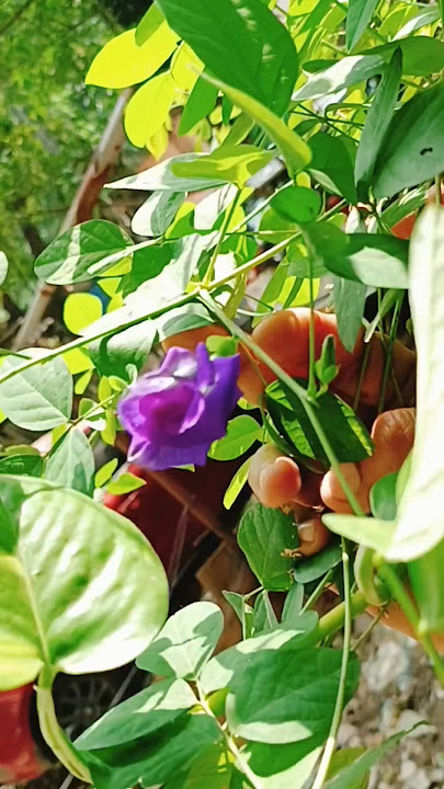 Sangu Poo Tea – A Natural Drink for Glowing Skin & Better Immunity Butterfly Pea Tea Weight Loss