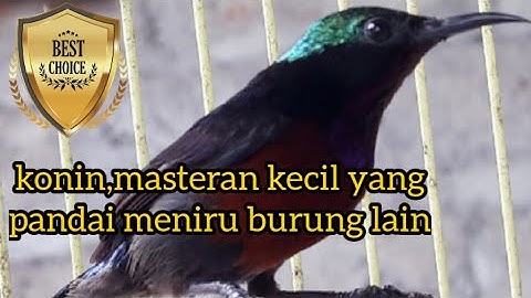 Kolibri ninja,biar kecil tapi sangat pandai meniru suara burung lain