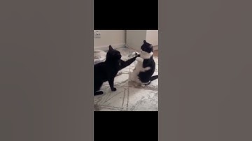 Cutest Cat Fight Tai Chi Style #catnip #funnyanimalvideos #funnycats #catshorts #cats