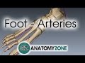 Foot Arteries - 3D Anatomy Tutorial