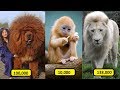 10 Mascotas Que Solo Un Multimillonario Puede Comprar | Dato Curioso