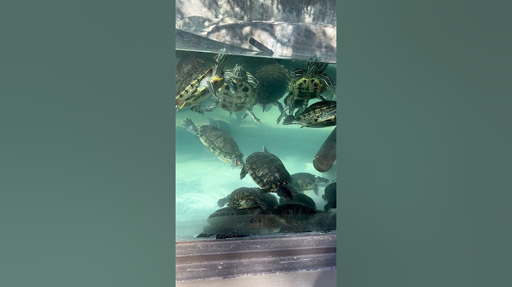 Little cute turtles swimming in the pool #turtle #music #animallovers