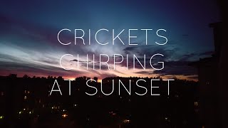 🦗CRICKETS CHIRPING AT SUNSET | ASMR Nature Sounds & Ambience for Sleep and Stress Relief
