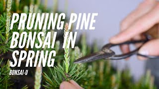 картинка: Как обрезать бонсай из однослойной сосны | Bonsai-U