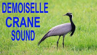 Demoiselle crane  call,Demoiselle crane Bird Sound/Call, Crane bird best sound, Koonj ki awaz,