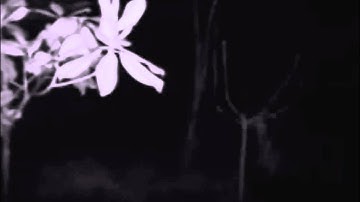 InfraRed Orbs: Dust, Moisture, or Paranormal?