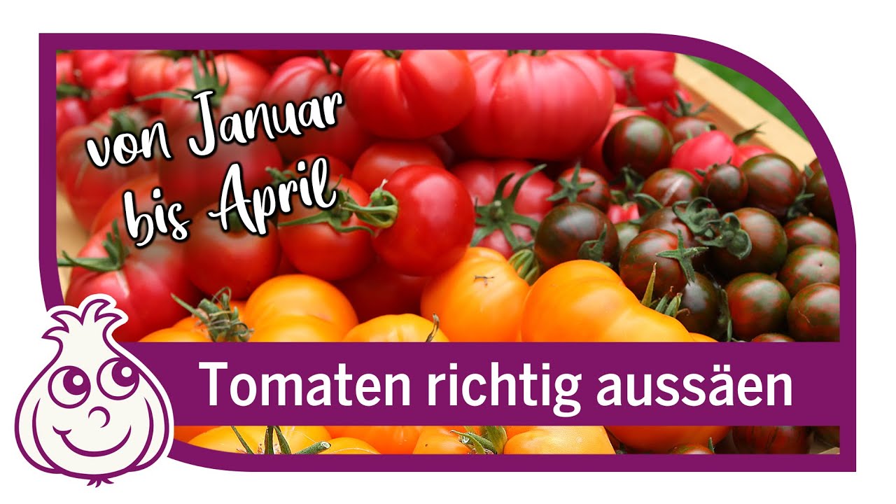 Tomaten vorziehen - Wann ist die RICHTIGE  Zeit