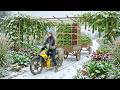 Harvest A Truckload Of Sponge Gourd & Vegetable To Sell At The Market - Cook With Them – Farming