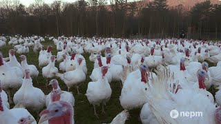Diemand Farm prepares for Thanksgiving turkey season during COVID-19 | Connecting Point