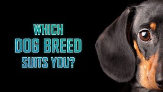 Which Dog Breed Suits You?