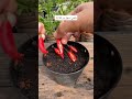 طريقة زراعة الفلفل بكل سهولة