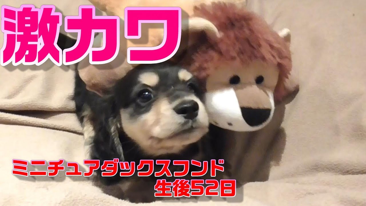 赤ちゃん ミニチュアダックスフンド 生後52日 可愛い子犬 Miniature Dachshund Puppy Youtube
