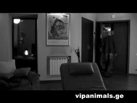 ვიდეოკლიპი \"ერთგული მეგობარი\"