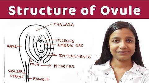 structure of ovule | structure of ovule ( detailed notes ) | By Jyoti Verma