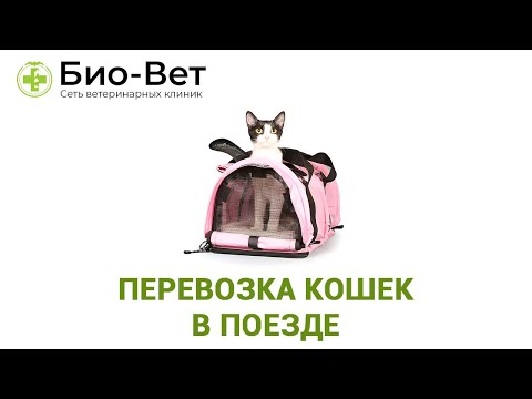 Перевозка Кошек В Поезде & Что Нужно Знать О Путешествии с Кошкой На Поезде. Ветклиника Био-Вет