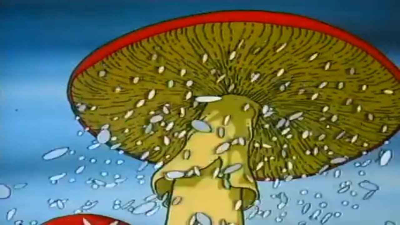 EL MUNDO DE LAS SETAS, CAP1