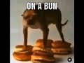 hes on a bun