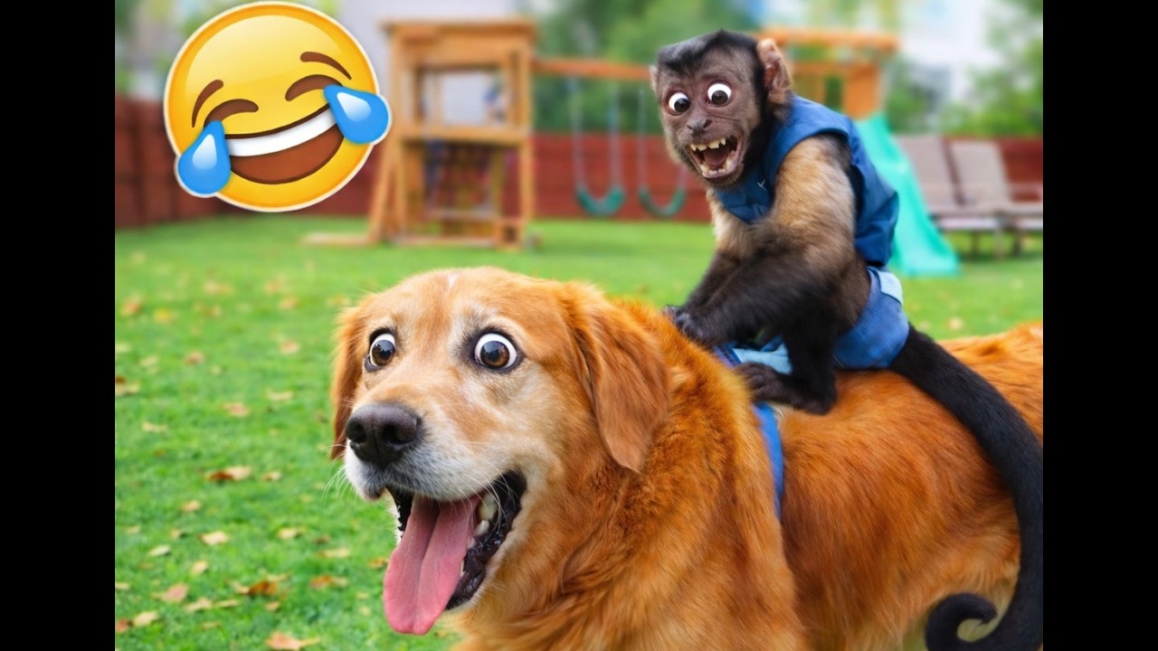Funny Animals Playing And Pranks FUNNIEST ANIMAL VIDEOS YouTube funny-animals-playing-and-pranks-funniest-animal-videos-youtube