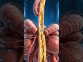 ♂️ Male Reproductive System Explained — Organs & Functions! 🔬