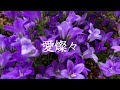 愛燦々/fluffy humming (フラハミ)/美空ひばりカバー