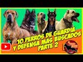 10 PERROS DE GUARDIA Y DEFENSA MAS BUSCADOS DEL MUN DO PARTE 2