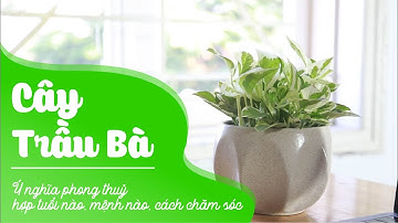 Cây Trầu Bà: Ý nghĩa phong thuỷ, hợp tuổi nào, mệnh nào, cách chăm sóc