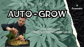 How-To Grow Cannabis Auto-Flower Training LST (Low Stress Training)