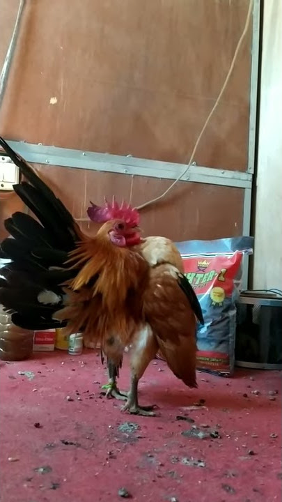 Herkules pamer dada montok