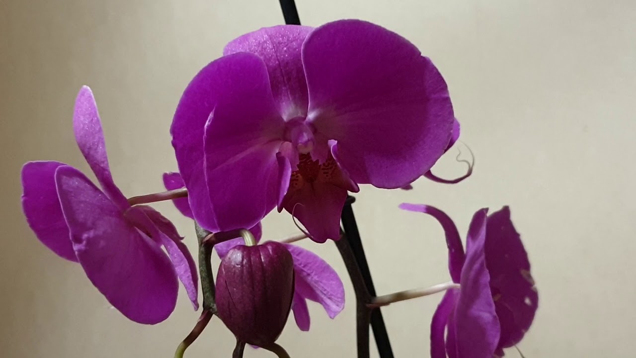 Орхидеи уценка. Уценка орхидей. Оби орхидеи. Уцененные орхидеи. Самые дорогие орхидеи в Оби.
