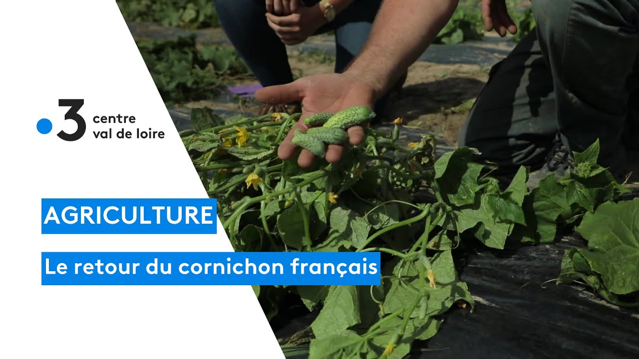 LoiretCher une production particulière, les cornichons YouTube