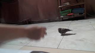 Burung Cabak Jawa Lagu Mp3 Dan Mp4 Video