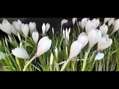 РЕЗУЛЬТАТ ВИГОНКИ ЦИБУЛИНКОВИХ РОСЛИН НА 2024 РІК #субтитри #popular #easy #subtitles