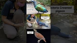 The Dodo is a Flightless Pigeon #short