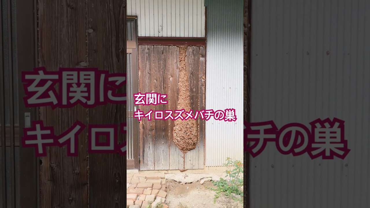 玄関横に異様な形のキイロスズメバチの巣が出来た。 しかし見えているのはダミーで実態は壁魔の中にある。 #スズメバチ #蜂の巣駆除 #米原市 #滋賀の蜂駆除 ジェイ・ワークス