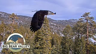 Big Bear Bald Eagle Wide View  Cam 2