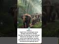 3 fakta unik gajah #edukasi #elephant #faktaunik