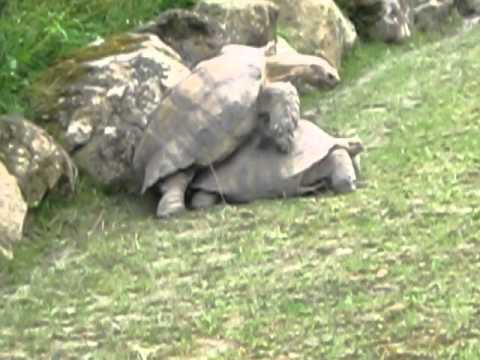 owen wilson vine wow tortoise impersonating owen wilson wow doovi owen wilson vine wow tortoise impersonating owen wilson wow doovi